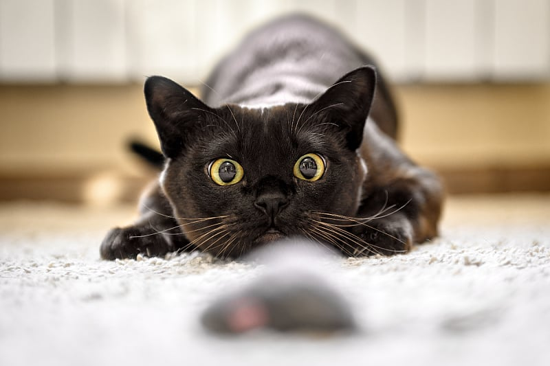 Why do cats bring prey to their owners? Many people misinterpret it